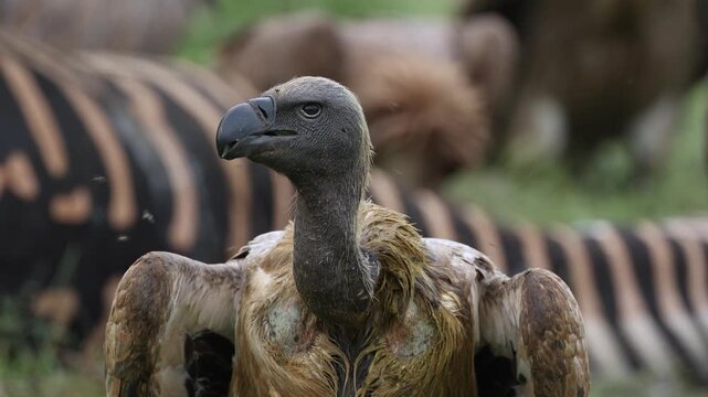 Closeup of a white-backed vulture's head while more vultures are feeding on a zebra kill in the blurred background, Mashatu Game Reserve.