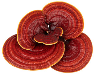 Polished Ganoderma Lucidum cluster isolated. Medicine ingredient