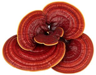 Polished Ganoderma Lucidum cluster isolated. Medicine ingredient