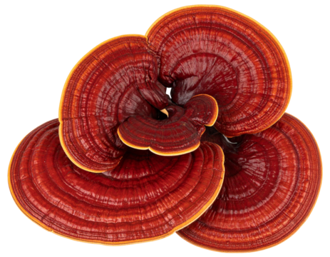 Polished Ganoderma Lucidum cluster isolated. Medicine ingredient