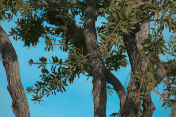 tree branches and leafs 