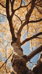 Worm's eye view of a tree with golden leaves against a bright blue sky on a sunny autumn day
