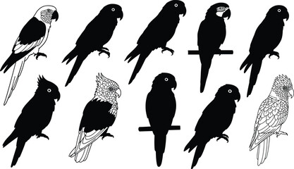 Parrot silhouette and detailed illustration set, perched and profile views, exotic tropical birds, black and white vector art design