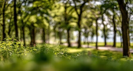 Obraz premium Lush green forest path