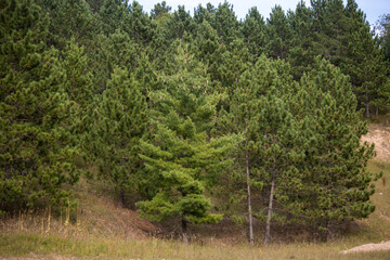 pine trees in the forest