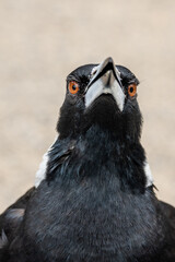 Serious magpie watching every move