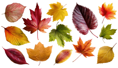Autumn leaves in various colors and shapes (1)
