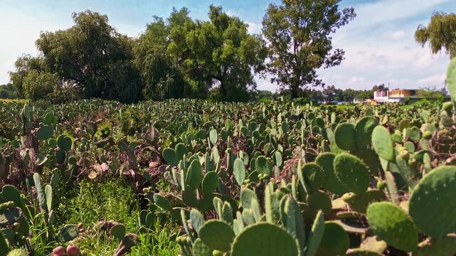Mexican couple in traditional charro and folkloric dress walking among nopales