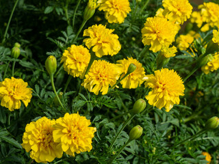 Yellow marigold flower in the garden. Bunch of Mexican marigold or Tagetes erecta. Classic and easy-to-grow flowers