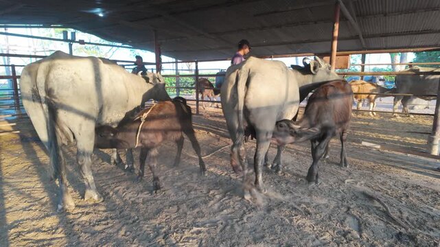A dynamic shot capturing a rancher using a rope to guide a buffalo and her calf, alongside other cattle, out of a stable.