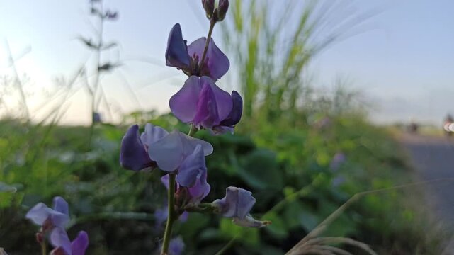 Hyacinth Bean flower features delicate purple blossoms that grow on climbing vines, adding ornamental beauty and tropical charm to gardens and landscapes.