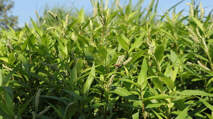 A bushy, lush plant with white flowers in long panicles