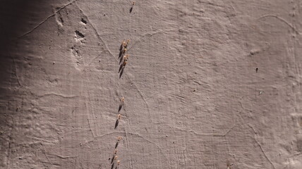 Red ants move their eggs along a wall