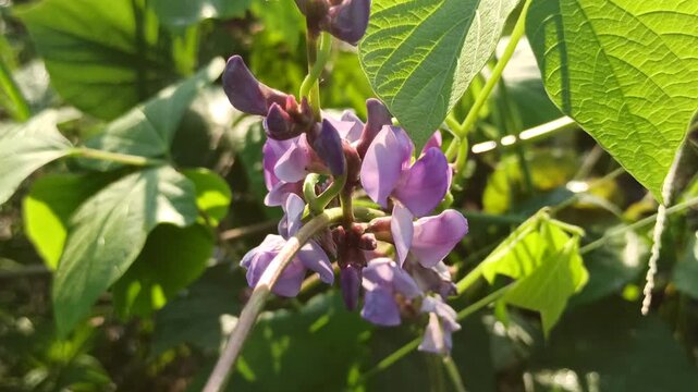 Hyacinth Bean flower features delicate purple blossoms that grow on climbing vines, adding ornamental beauty and tropical charm to gardens and landscapes.