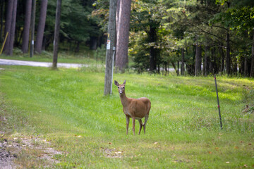 deer in the grass
