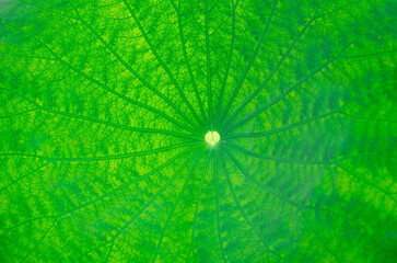 Close up on green lotus flower leaf with dew as background