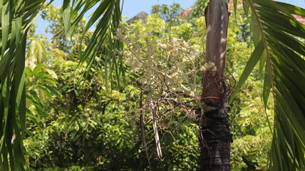 The palm trees are in full bloom