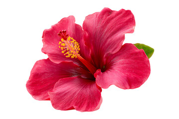 Naklejka premium Single vibrant red hibiscus flower with yellow stamen transparent PNG isolated background