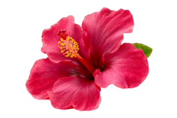 Single vibrant red hibiscus flower with yellow stamen transparent PNG isolated background