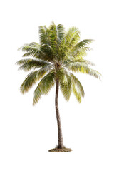 Isolated palm tree, vibrant green leaves, light-toned trunk, against a black background