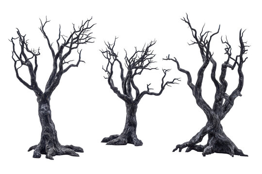 Gnarled bare trees isolated on transparent background. Old dead spooky trees isolated on white background.