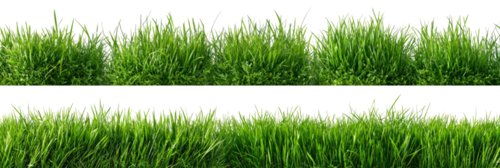 Two rows of dense green grass