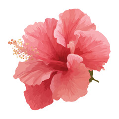 hibiscus flower isolated in White Background, hibiscus flower vector, Flat lay vector illustration
