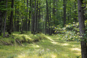 path in the forest