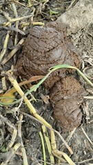 Fresh cow dung pile on muddy ground with straw manure