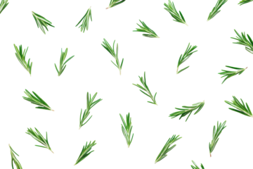 Scattered rosemary sprigs isolated on transparent background. Rosemary twigs isolated on white background.