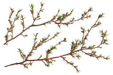 Spring tree branches with new growth isolated on transparent background. Rosemary twigs isolated on white background.