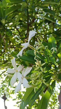 Cerbera odollam flower with delicate white petals and tropical beauty, a unique coastal plant often found in mangrove habitats and exotic landscapes.