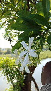 Cerbera odollam flower with delicate white petals and tropical beauty, a unique coastal plant often found in mangrove habitats and exotic landscapes.
