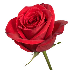 Deep red rose bloom detailed petals velvety texture isolated on a transparent background flower