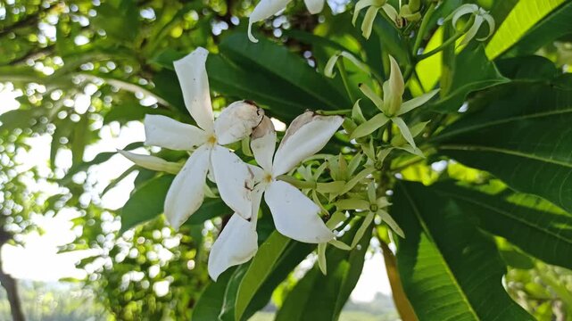 Cerbera odollam flower with delicate white petals and tropical beauty, a unique coastal plant often found in mangrove habitats and exotic landscapes.