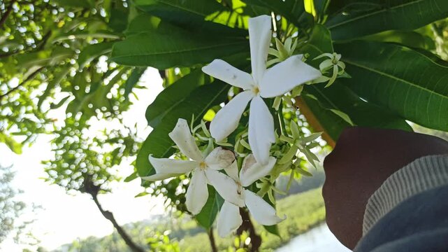 Cerbera odollam flower with delicate white petals and tropical beauty, a unique coastal plant often found in mangrove habitats and exotic landscapes.