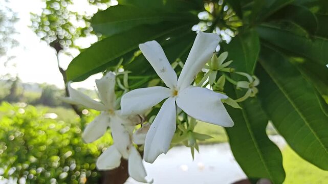 Cerbera odollam flower with delicate white petals and tropical beauty, a unique coastal plant often found in mangrove habitats and exotic landscapes.
