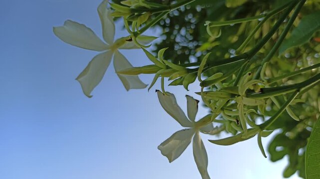 Cerbera odollam flower with delicate white petals and tropical beauty, a unique coastal plant often found in mangrove habitats and exotic landscapes.