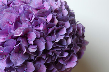 Purple hydrangea close up, macro view