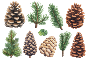 Collection of pine cones and evergreen branches isolated on transparent background. Set of pine cones isolated on white background.