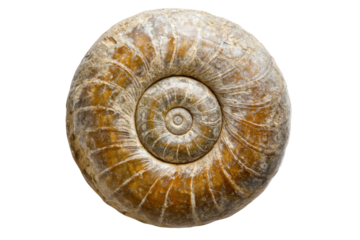 Fossilized ammonite shell isolated on transparent background. Spiral galaxy isolated on white background.