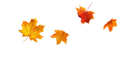 Autumn leaves in motion against a black background