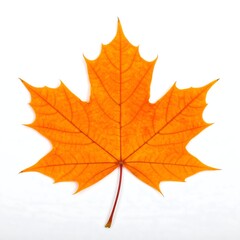 Autumn Maple Leaf Studio Shot