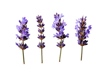 Obraz premium Close-up of five lavender sprigs against a black background. Each sprig shows detailed flower clusters and stems. Deep purple hues dominate