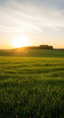 Obraz premium Sunburst over a green field at sunset nature landscape