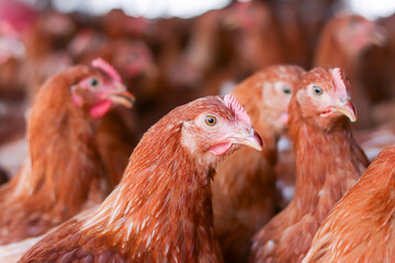 Close up of brown chicken in chicken farm