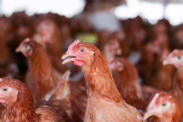 Close up of brown chicken in chicken farm