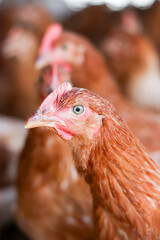 Close up of brown chicken in chicken farm