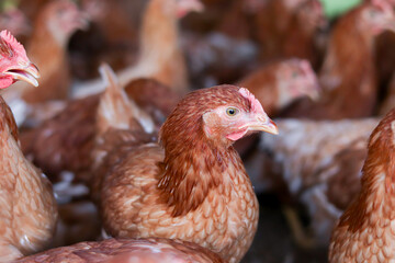 Close up of brown chicken in chicken farm