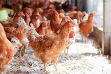 A lot of brown chicken in chicken farm © maybeiii